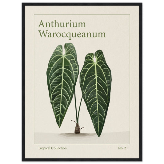 Anthurium Warocqueanum - art behind glass