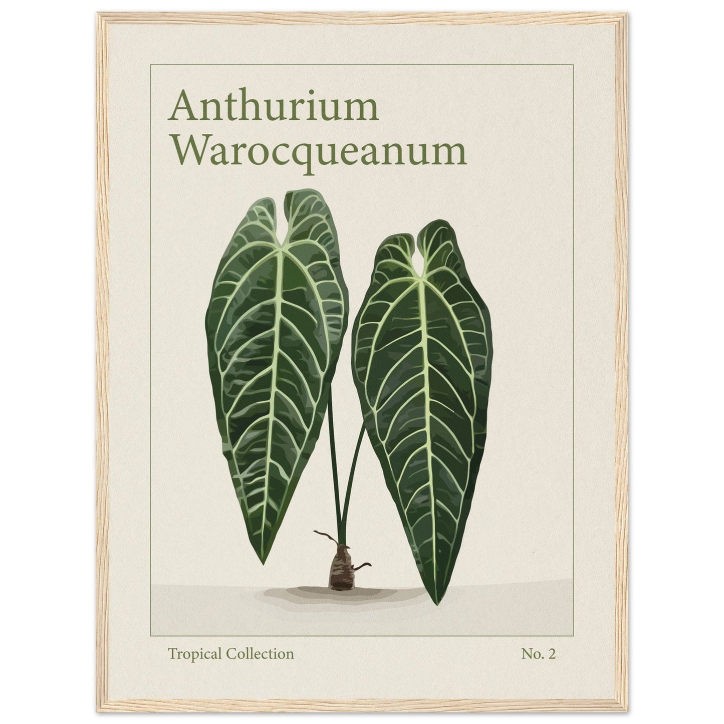 Anthurium Warocqueanum - art behind glass