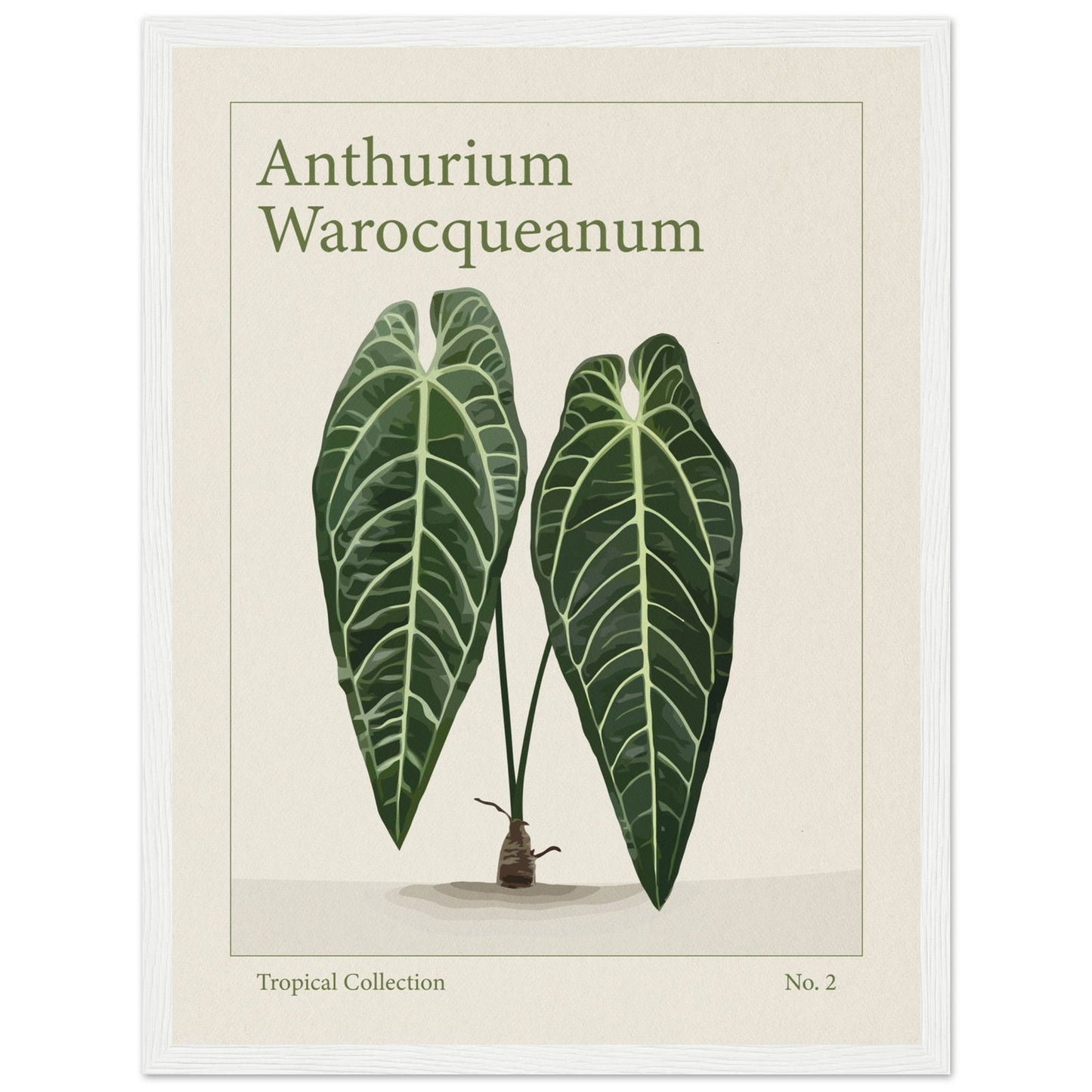 Anthurium Warocqueanum - art behind glass