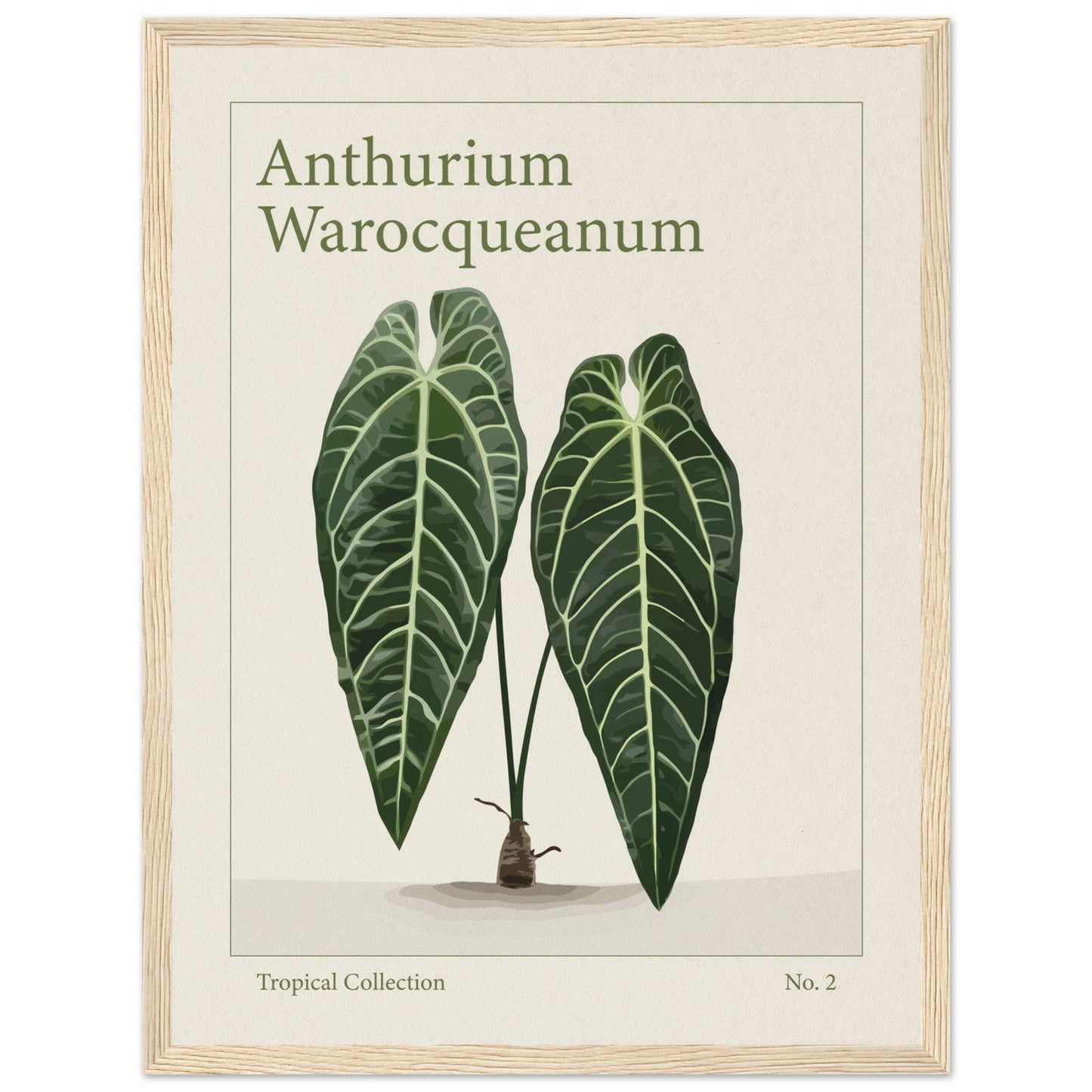 Anthurium Warocqueanum - art behind glass