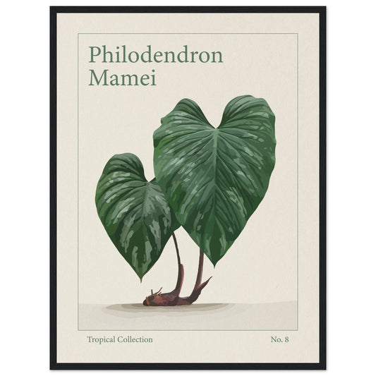 Philodendron Mamei - art behind glass