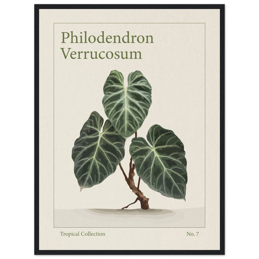 Philodendron Verrucosum - art behind glass